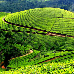 Kerala - Naturaleza y Belleza