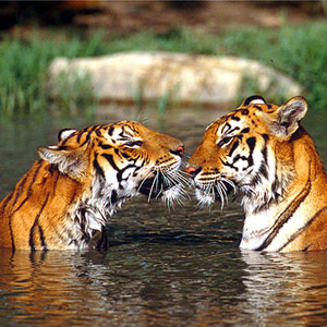 Safari: Buscando al Tigre