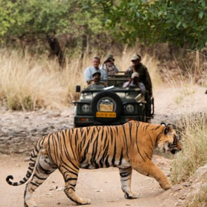 Safari : Buscando al Tigre