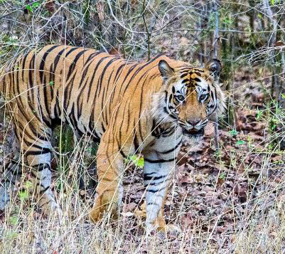 Safari : Buscando al Tigre